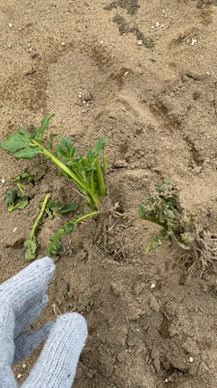 ワクチン1回目接種しました！の記事動画