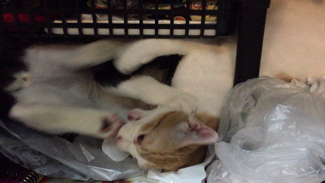 タイトルは二段ベッドのはずだったのに⁉️の記事動画