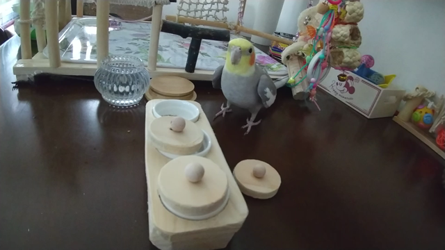 クーちゃんケガ(訂正あり)の記事動画