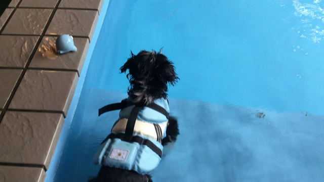 世田谷のペットサロン ラペスカのブログですの記事動画