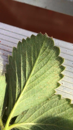 駆逐してやる❗️このハウスから１匹残らず❗️の記事動画