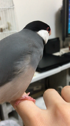 文鳥トリログの記事動画