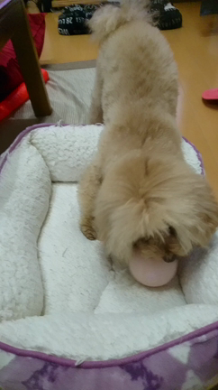 白河らーめんと犬のおもちゃの記事動画