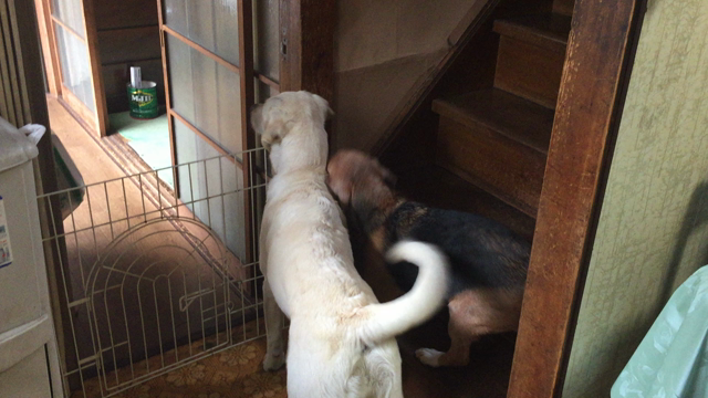 ブラックな日もあるんですの記事動画