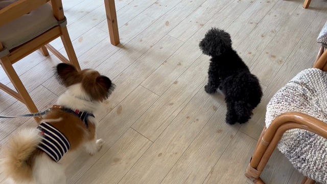 紫陽花の季節に♪の記事動画