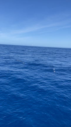 ◇7月20日 キハダキャスト◇の記事動画