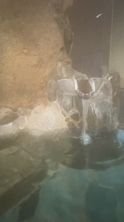 今日はこいつと‼️の記事動画