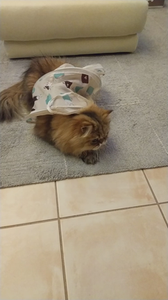 陣地に戻る猫の記事動画