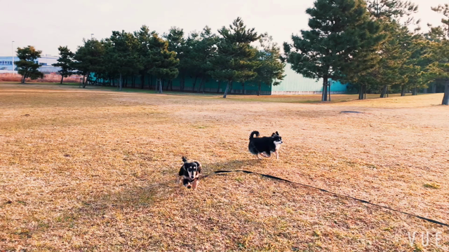 ドッグラン動画vol.1916の記事動画