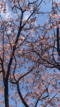 密蔵院の桜の記事動画