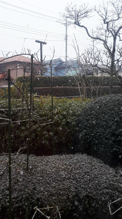 本降り…の記事動画