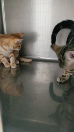 ホテルご報告の記事動画