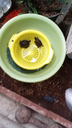 つがいのイモリ、相次いで脱走の記事動画