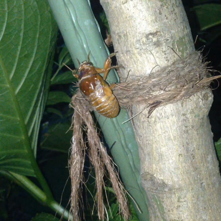 蝉の季節の記事動画