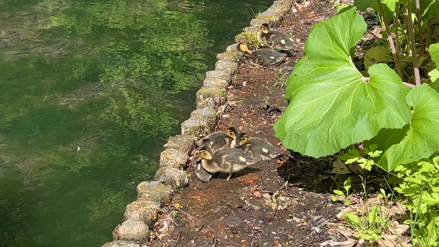 円山公園のオシドリ親子さんの記事動画
