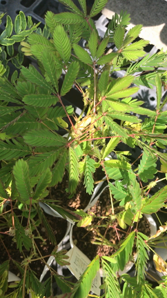 おじぎそうm(__)mの記事動画