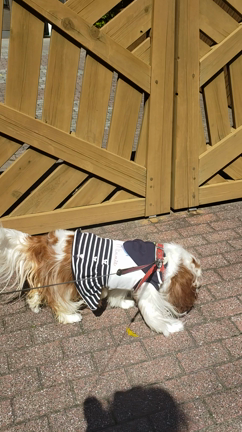 今日の姫たん( ^-^)ノ∠※。.:*:・'°☆の記事動画