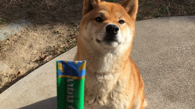 高齢犬の食欲不振に ちゅ る の力 ペットのケアで健康長寿を目指すクーのブログ