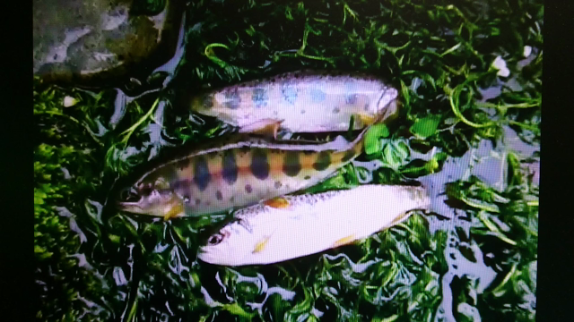 ヤマベ入れ食い状態の記事動画