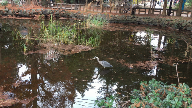 吉祥寺にての記事動画