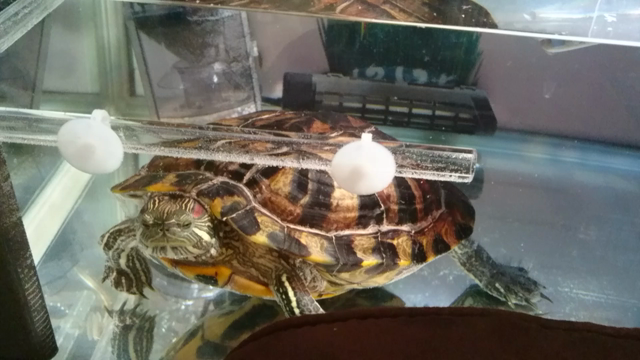 新年早々の亀たちのデレ姿の記事動画