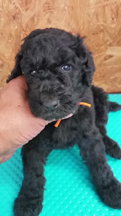 生後１ヶ月目(*^ー^)ノ♪の記事動画