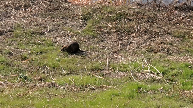 【日常】野生の大鼠が現れたァー！！【散歩】の記事動画