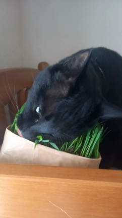 記念日あれこれとお庭でBBQの記事動画