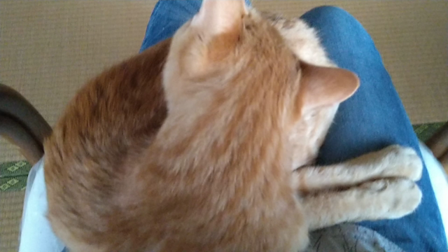 膝は温し、お腹ぺっこりの記事動画