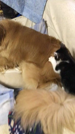 夕日の下でロングお散歩〜の記事動画