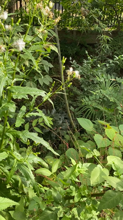 「玉川上水緑道」と書いてみましたの記事動画