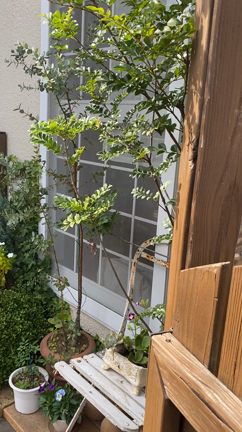 幻のカフェ『喫茶小熊』の記事動画