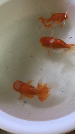 オランダ 動画〜の記事動画