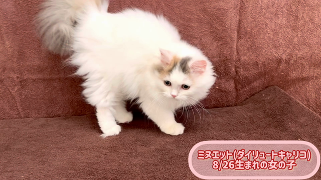 ミヌエットちゃん♪の記事動画