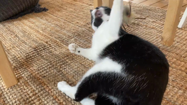 猫たちに癒された数日間。の記事動画