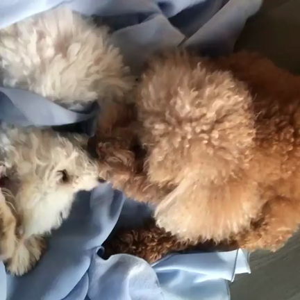 ファン ナ 犬 チョコ死んだ ショク 大好きxiah Junsu