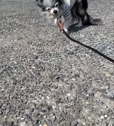 鍼灸治療の前と後の記事動画