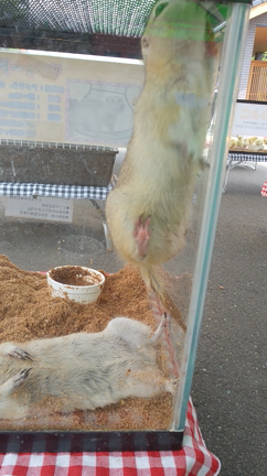 この指とまった！の記事動画