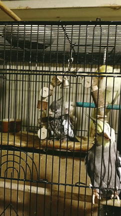 雛ちゃんが·····の記事動画