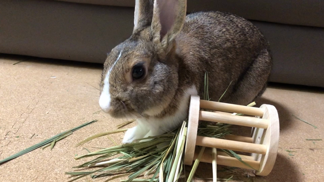 始まってない事 うさぎゴト と始まった事 赤紫ゴト 翔ちゃん多めの嵐さんごとの記事andウサギのゆらぎの記録
