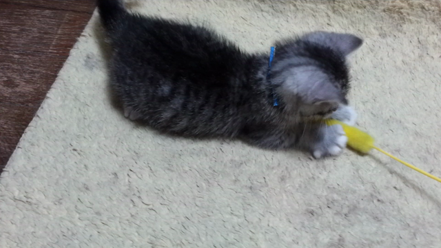 子まりもの記事動画