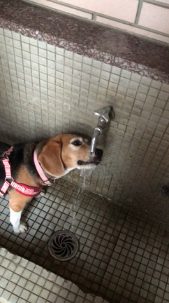 お盆休みの記事動画