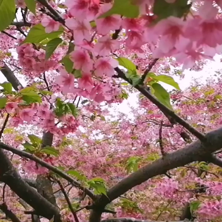 サンバダンサーエロイザが周防大島に行ってきたの記事動画