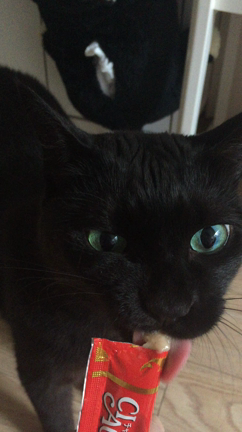 ワンワンワン☆の記事動画