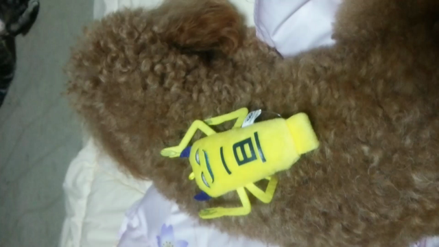 はよ寝ろっ！(￣-￣)の記事動画