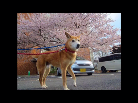 これが桜っていうんだよ☆の記事動画