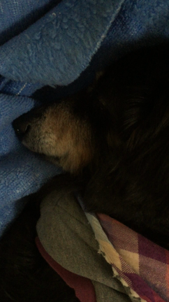 寝息の記事動画