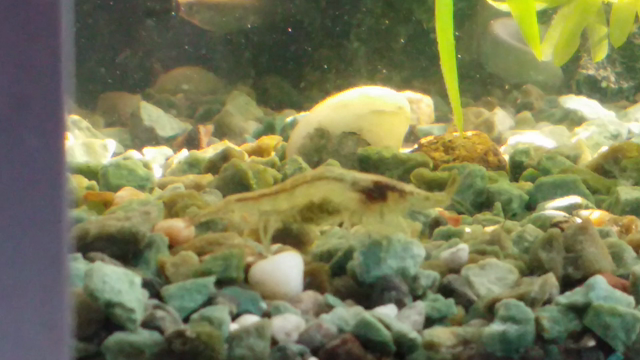 メダカ水槽の底面ではの記事動画
