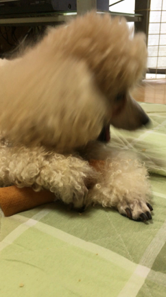 手作りパンの記事動画