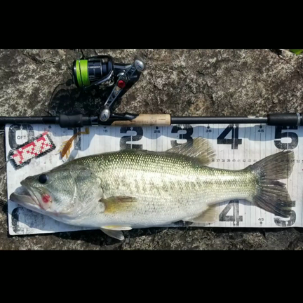 夏に向けて沖のウイードを狙ったらデカバスが釣れた！の記事動画